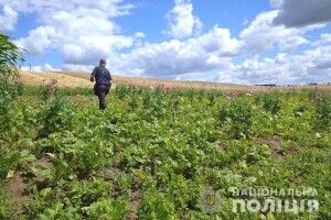 Поліція влаштовує облави на макові та копопляні плантації жителів Рівненщини (Фото)