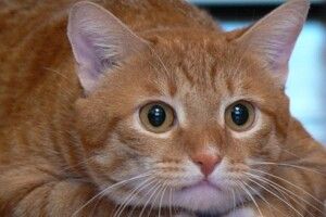 У Луцьку більшає охочих зробити рудого кота гербом міста