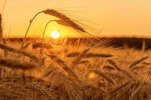 Ще два дні спеки: волинські синоптики дали свіжий прогноз погоди