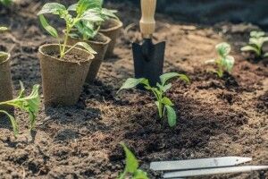 На Волині відновлять роботу насіннєві магазини
