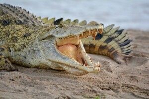 Крокодил 70 років прожив  із ченцями і став… вегетаріанцем