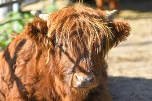 Луцька рада готова вкладати у розвиток зоопарку