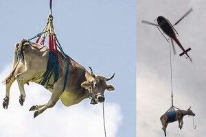 У молочній столиці Волині –  Мильську – корів доведеться доставляти  на пасовисько вертольотом?