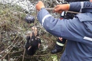 На Волині врятували собаку з 25-метрової криниці
