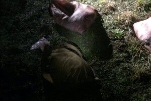 На Волині затримали браконьєрів, які вбили лося і розфасували м'ясо (Фото)