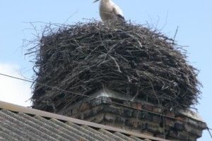 Є лелеки — будуть і діти!