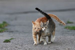 Тисячі киян закликають Кличка визнати вуличних котів повноправними «жителями столиці»
