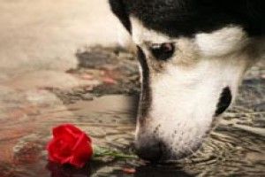 ФОТО НА КОНКУРС: троянда для коханої