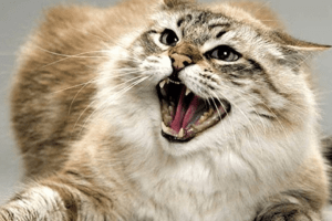 За рік на Рівненщині майже 200 підтверджених випадків сказу