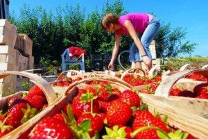 Міністр соціальної політики Рева все порахував