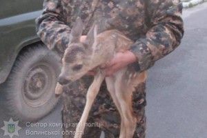 Ковельський браконьєр осиротив місячне косуленя… (фото)