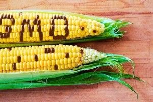 В Україні різко зросла кількість генетично модифікованих продуктів харчування