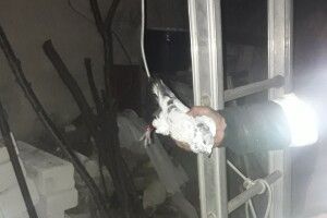 Бійці ДСНС врятували голуба, який застряг у фронтоні 