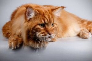 У Дніпрі знайшли кота-гігінта, який справляється з десятьма дружинами