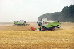НАШ ХЛІБ ЇСТИМУТЬ У ГОЛЛАНДІЇ