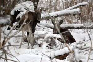 Поблизу Чорнобиля клацнули з фоторушниці лосиху з лосеням