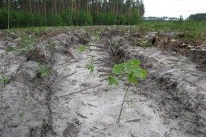 На Поліссі заліснили понад 7 тисяч гектарів 