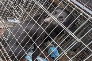 У Луцькому районі відловили дюжину безпритульних собак