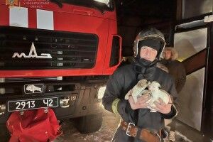 Бійці ДСНС під час пожежі врятували чотирьох цуценят