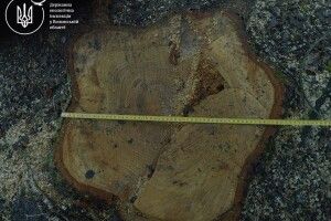 На Волині збитки від «чорних лісорубів» сягають понад 5 мільйонів гривень