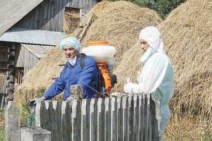 Як ми у Хотешові африканську чуму шукали
