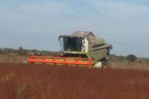 Уже й на Поліссі збирають по два врожаї за літо