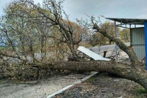 Буревій ускладнив рух транспорту  на трасі Львів-Луцьк (Фото)