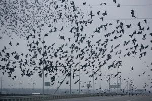 ПОГОДА: очікуйте грозу на «Свято ворон» (Карти гідрометеоцентру і пісня)