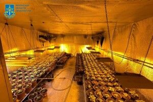 На Полтавщині вирощував, у Луцьку збували: на Волині судитимуть учасників наркосхеми