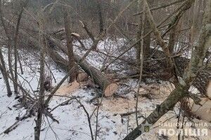 49-річний волинянин зрізав дерева у національному природному парку