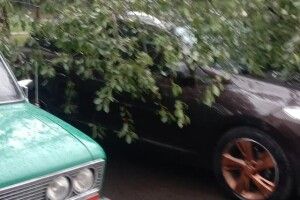 У Луцьку вітер повалив дерево на припарковане авто (Фото)