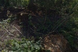 На Волині виявили незаконну вирубку дерев на 224 тисячі гривень