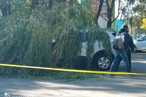 У Луцьку біля школи дерево впало на дві машини (Фото)