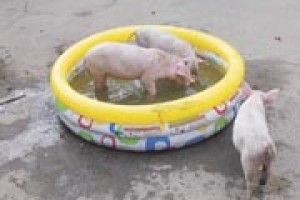 ФОТО НА КОНКУРС: свиняче щастя