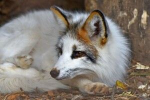 У Луцькому зоопарку підвищили ціни на квитки