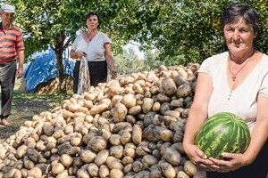 На хуторі Береза, де виросла найбільша в Україні бульбина, тепер є і гігантські для Полісся кавуни