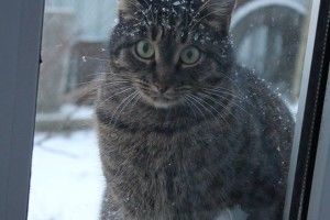У Луцьку шукають котика Кошика з «діамантовою лапою» (фото)