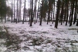 У Шацькому національному парку ріжуть ліс