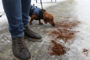 На Львівщині посипають доріжки кавовою гущею