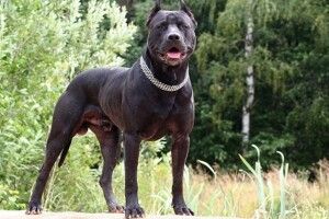 Лучанку оштрафували за собак, які самі гуляють