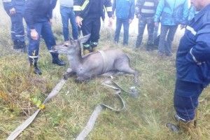 На Львівщині довелося рятувати оленицю, яка потрапила в басейн без води