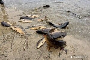 У міське озеро на Волині запустили пів тонни коропів, амурів та товстолобів