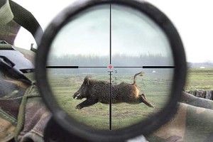 Кому дістануться кабани…Рівненського полігону?