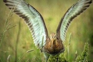 На Рівненщині фотомисливець бомбезно клацнув грицика великого