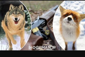 У прикордонній громаді на Волині просять дозволу на відстріл лисиць і вовків