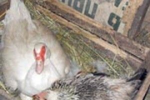 ФОТО НА КОНКУРС: а кажуть, жіночої дружби не буває!