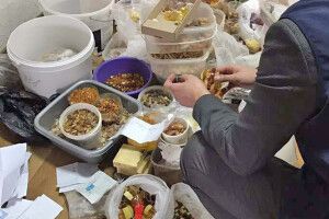 Ото «улов»! – У Рівному вилучили півтонни бурштину!