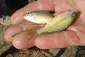 РИБІ ПОТРІБЕН СПОКІЙ