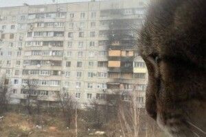 Відомий кіт-блогер Степан повернувся до Харкова