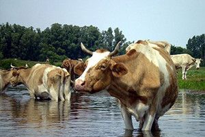«ПІД МАРКОЮ АТОВЦІВ  УСІ ХОЧУТЬ СЮДИ ВЛІЗТИ…»